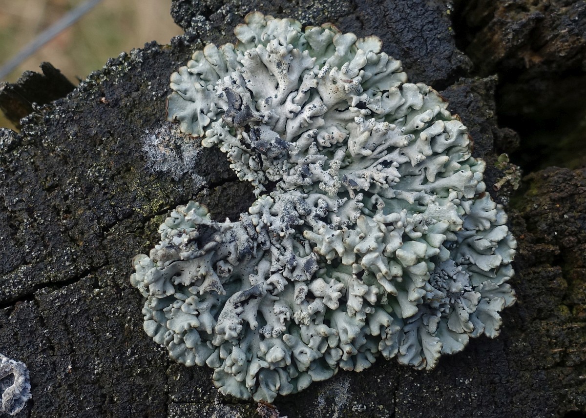 Hypogymnia Physodes hypogymnia-physodes